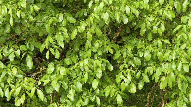 Lush Green Walnut Tree Foliage Gently Swaying in Summer Breeze
