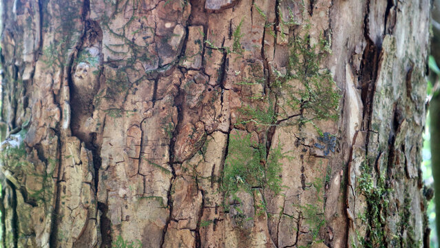 Detailed macro texture of rough tree bark with green moss
