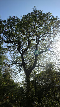 Large tall tree silhouette against clear blue sky in forest