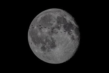 Silhouettes of flying birds against the full moon © Sergey