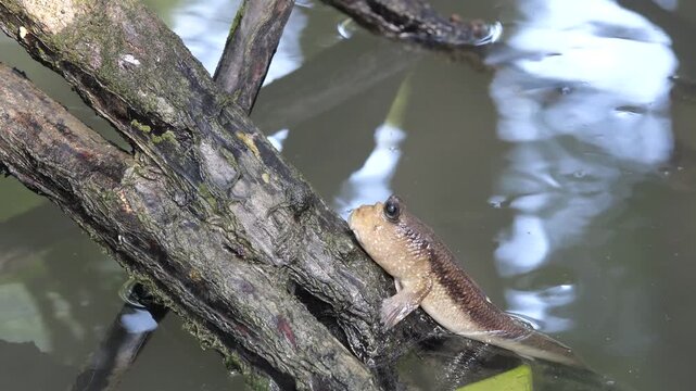 A giant mudskipper (Periophthalmodon schlosseri) submerged in a wetland environment, with its blinking eyes visible as a fallen branch splashes the water nearby, close up shot.