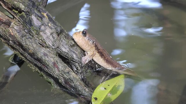 A giant mudskipper (Periophthalmodon schlosseri) submerged in a wetland environment, with its blinking eyes visible as a fallen branch splashes the water nearby, close up shot.