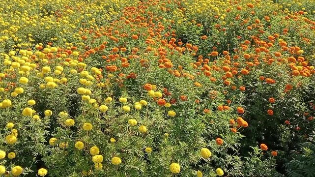 Mixed yellow and orange marigold flower field blooming in village garden, colorful genda phool cultivation in rural India
