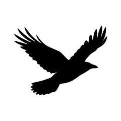 Obraz premium Black raven silhouette flying with wings spread wide