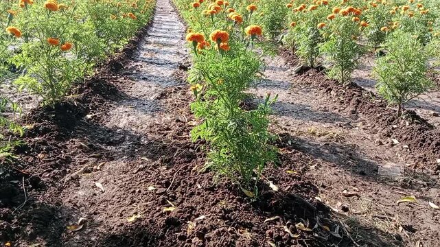 Young marigold plants blooming in rows on soil ridges, orange genda phool cultivation in rural India village
