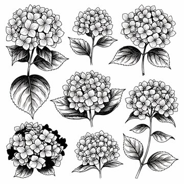 Botanical Illustration of Blooming Hydrangea Flowers and Leaves, Elegant Floral Vector Set