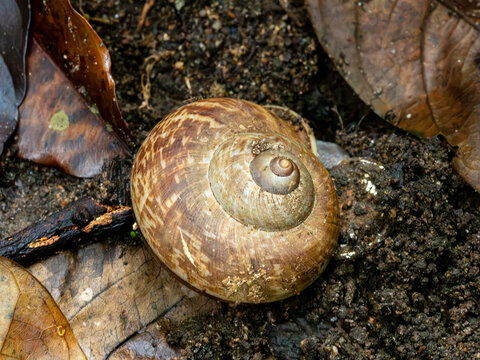  Giant Tropical Land Snail on Wet Forest Floor