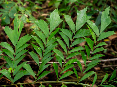 Fishtail Palm Foliage Growing in Tropical Forest Understory
