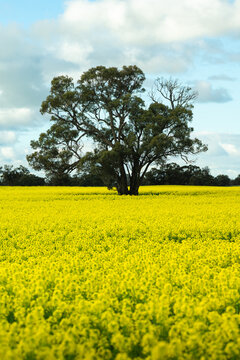 Rural landscape: close up of a gum tree rising from a bright field of flowering canola under a soft blue sky filled with drifting clouds, Donald, Victoria, Australia