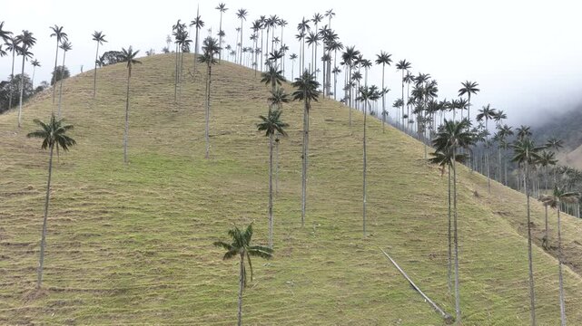 Colombian Wax Palm Trees Growing on Andean Mountain Slopes in Cocora Valley. Establishing Shot. Aerial View.