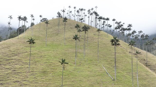 Colombian Wax Palm Trees Growing on Andean Mountain Slopes in Cocora Valley. Establishing Shot. Aerial View.