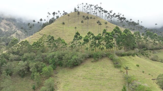 Salento Wax Palms Rising Above the Mountain Landscape of Cocora Valley, Colombia. Establishing Shot. Aerial View.