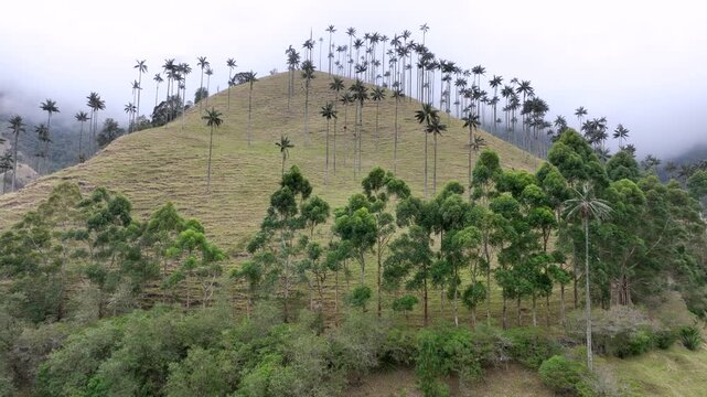 Salento Wax Palms Rising Above the Mountain Landscape of Cocora Valley, Colombia. Establishing Shot. Aerial View.