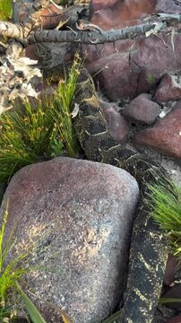 Puff Adder Snake Camouflaged Among Rocks and Vegetation