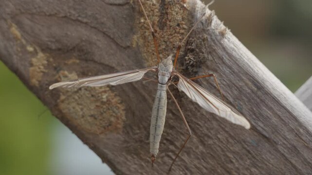 Crane fly resting on wood macro close up 8K stock footage