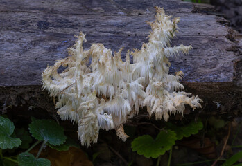 A coral tooth fungus (Hericium coralloides), a distinctive mushroom that grows on decaying logs and dead wood © sebi_2569