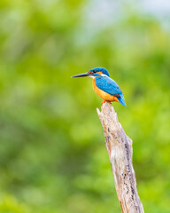 Obraz premium Common kingfisher (Alcedo atthis) perched on a weathered tree branch against a soft green natural background at Wilpattu National Park, Sri Lanka