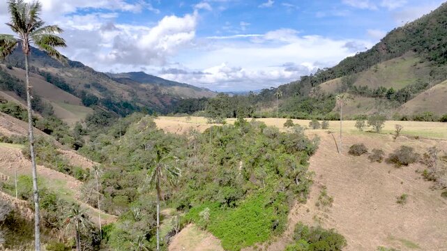 Colombian Wax Palm Trees Growing on Andean Mountain Slopes in Cocora Valley. Establishing Shot. Aerial View.