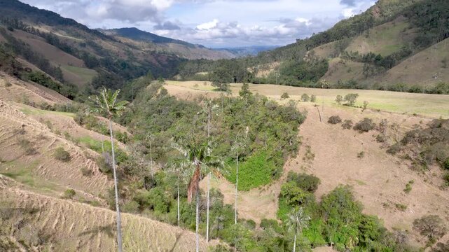 Colombian Wax Palm Trees Growing on Andean Mountain Slopes in Cocora Valley. Establishing Shot. Aerial View.