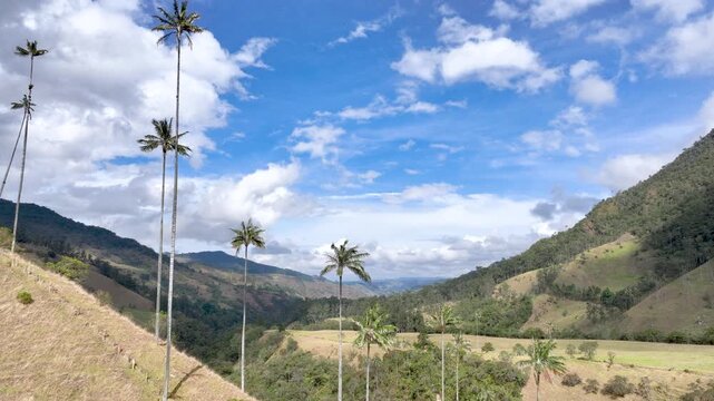 Salento Wax Palms Rising Above the Mountain Landscape of Cocora Valley, Colombia. Establishing Shot. Aerial View.
