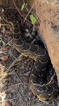 A Puff Adder snake resting in its natural habitat