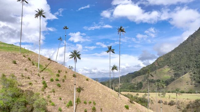 Salento Wax Palms Rising Above the Mountain Landscape of Cocora Valley, Colombia. Establishing Shot. Aerial View.