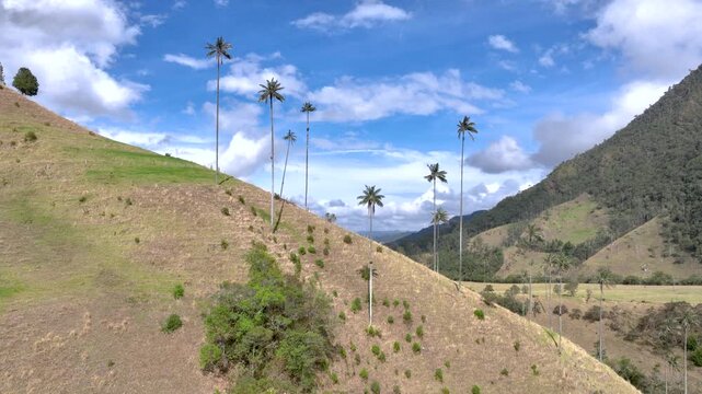 Cocora Valley with Tall Wax Palm Trees in Salento, Colombia. Establishing Shot. Aerial View.