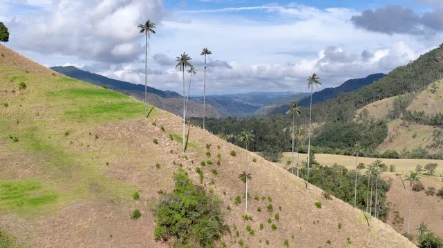 Colombian Wax Palm Trees Growing on Andean Mountain Slopes in Cocora Valley. Establishing Shot. Aerial View.