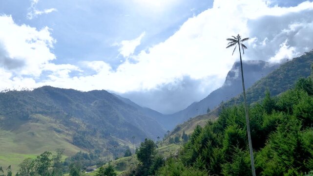 Salento Wax Palms Rising Above the Mountain Landscape of Cocora Valley, Colombia. Establishing Shot. Aerial View.
