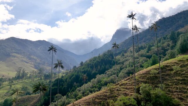 Cocora Valley with Tall Wax Palm Trees in Salento, Colombia. Establishing Shot. Aerial View.