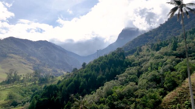 Salento Wax Palms Rising Above the Mountain Landscape of Cocora Valley, Colombia. Establishing Shot. Aerial View.