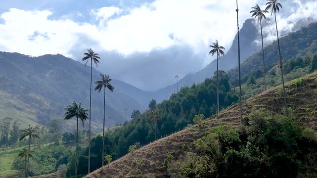 Cocora Valley Iconic Wax Palms and Green Andean Mountains near Salento, Colombia. Establishing Shot. Aerial View.