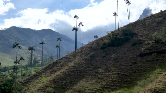 Colombian Wax Palm Trees Growing on Andean Mountain Slopes in Cocora Valley. Establishing Shot. Aerial View.