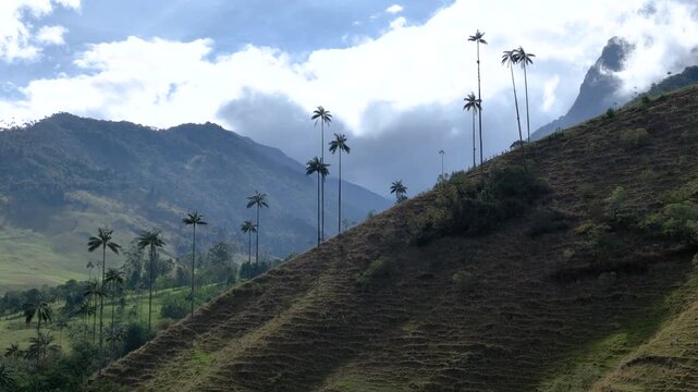 Salento Wax Palms Rising Above the Mountain Landscape of Cocora Valley, Colombia. Establishing Shot. Aerial View.