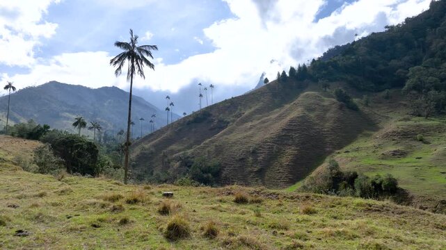 Cocora Valley with Tall Wax Palm Trees in Salento, Colombia. Establishing Shot. Aerial View.