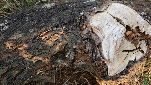 Old dry tree log bark texture background with natural cracked surface