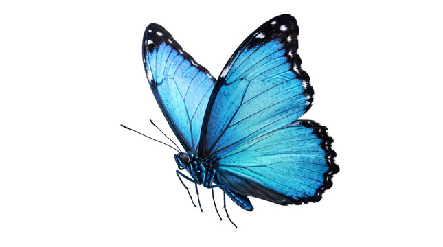 Detailed blue morpho butterfly with black isolated on transparent background