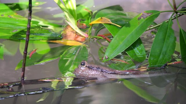 A giant mudskipper (Periophthalmodon schlosseri) submerged in a wetland environment, with its blinking eyes visible as a fallen branch splashes the water nearby, close up shot.