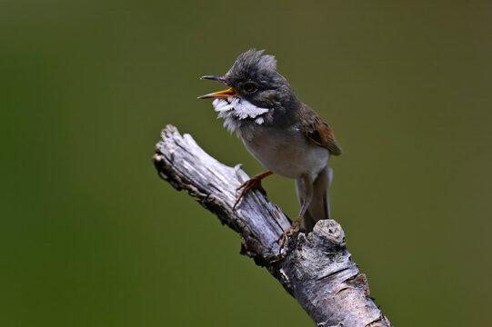 singing Common whitethroat // singende Dorngrasm&uuml;cke (Curruca communis) - Castile and Le&oacute;n, Spain