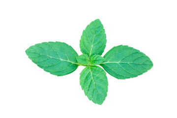 Fresh green mint leaves sprig on transparent background © Achira22