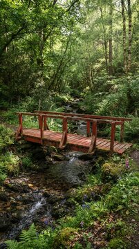 Wooden bridge over a stream in a lush green forest.