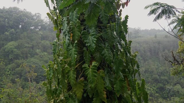 Lush green tropical rainforest foliage with climbing philodendron vines wrapped around a tree trunk
