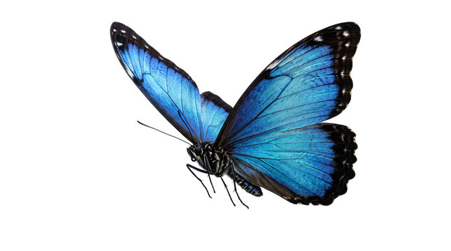 Striking blue morpho butterfly with isolated on transparent background