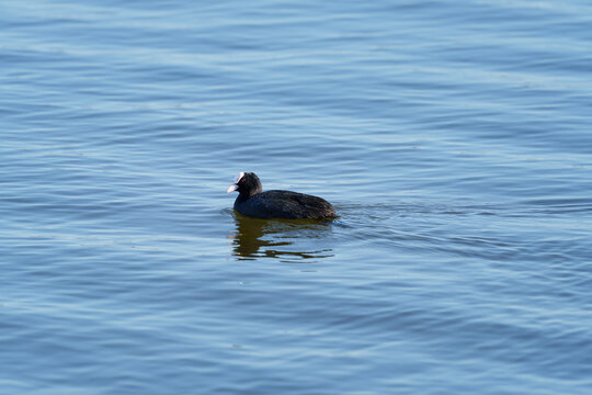 Lone black coot with white beak and red eye glides over calm blue lake water, leaving delicate ripples and reflections in bright daylight in peaceful wetland setting