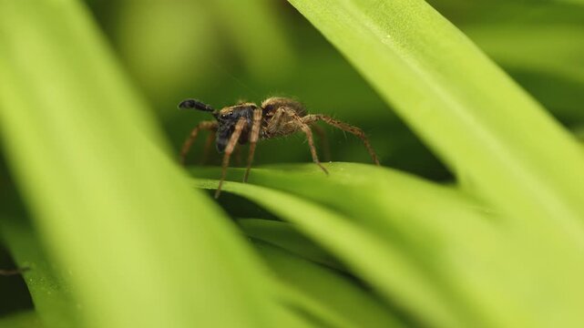 Hairy UK wolf spider in macro close up raising it's arms stock footage