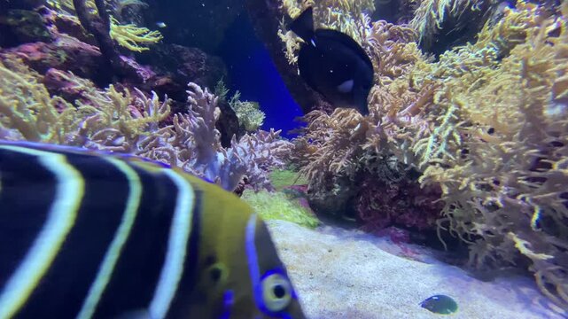 S.E.A. Aquarium Sentosa Singapore: Aquatic Life in Oceanarium