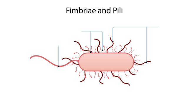 Fimbriae and Pili, Scientific medical illustration showing fimbriae and pili extending from the surface of a bacterial cell. These hair-like structures play important roles in bacterial adhesion