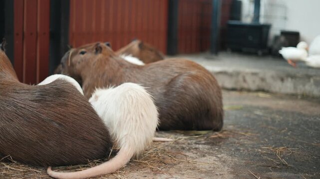 Rare white nutria receiving affection from a human while relaxing with a group of large capybaras