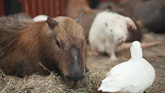 Cute capybara eating hay while resting with a small white duck and an albino nutria in a petting zoo