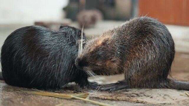 Adorable brown and black coypu nutria grooming and showing affection to each other in a zoo